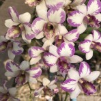 Dendrobium Triple Fantasy